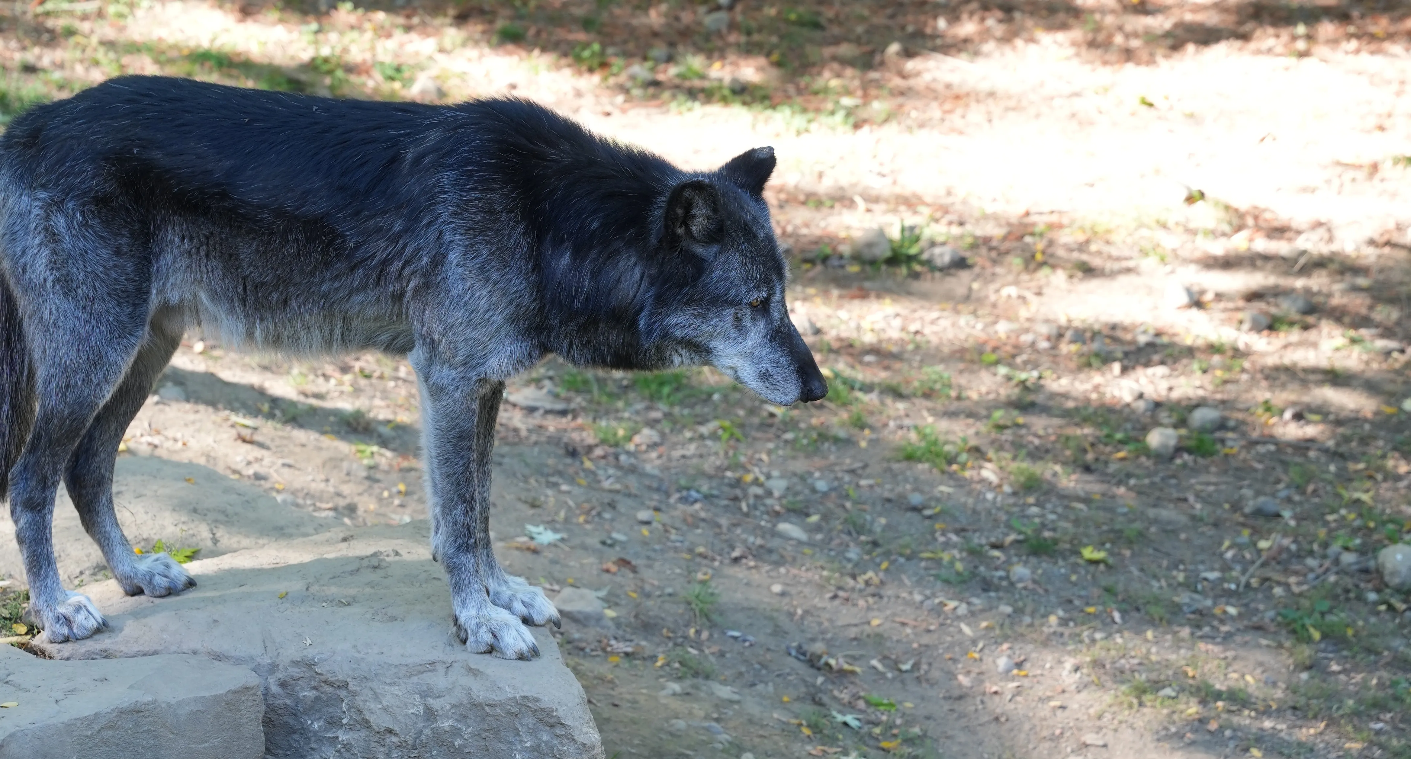image de loup noir réalisée par Hope's Glow
